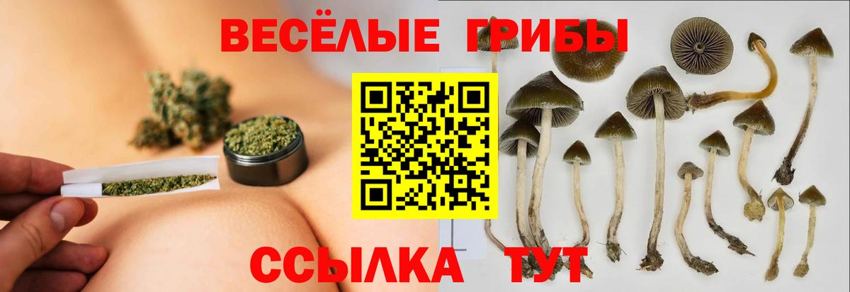 где купить наркоту  Вход с VPN  Малгобек  Псилоцибиновые грибы Cubensis 